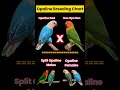 Opaline Breeding Chart #africanlovebirdbreeding #petbird #lovebirds #cutebirds #lutinoOpaline #aqua