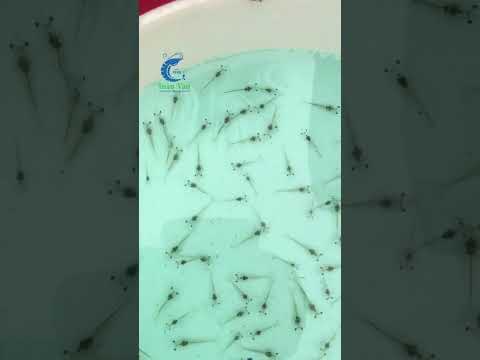 TÔM TUẤN VÂN VÈO 5 NGÀY TẠI NGHỆ AN