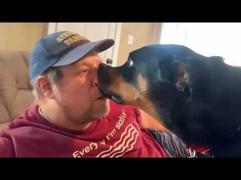 Quand vous avez un chien comique, des vidéos drôles de chiens et d'humains