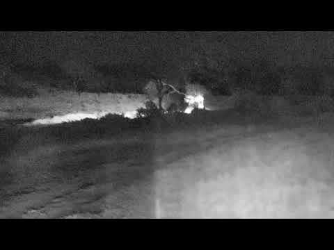 Djuma: Duiker pair nervous as they feel something(leopard) is watching them - 23:21 - 07/21/18
