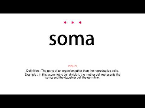 How to pronounce soma - Vocab Today