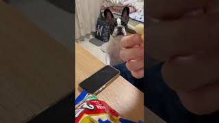 ワンコのおねだり🥺　#shorts