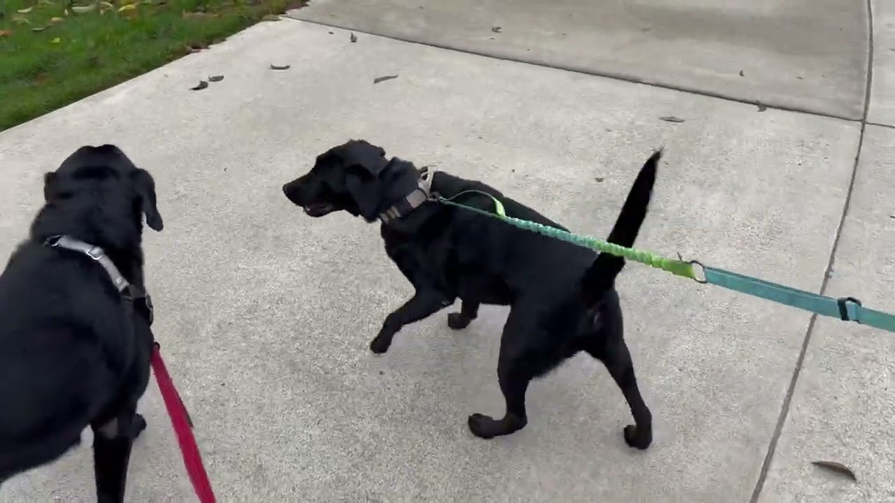 Enlarge Skeeter Bob, a ADOPTABLE mixed breed in San Francisco, CA video 5/6