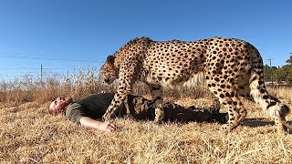 Do Cheetahs Eat Carrion? Man Plays Dead Inside Big Cat Enclosure To Test Predator Theory