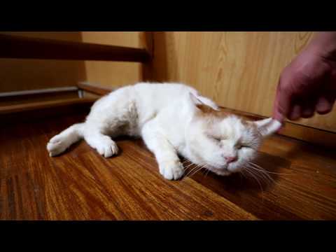 しろぶらっしんぐ 191027