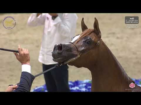 N.53 AREEB AL HAWAJER - Dubai International Arabian Horse Championship 2023 - Fillies 3 Years Ol...