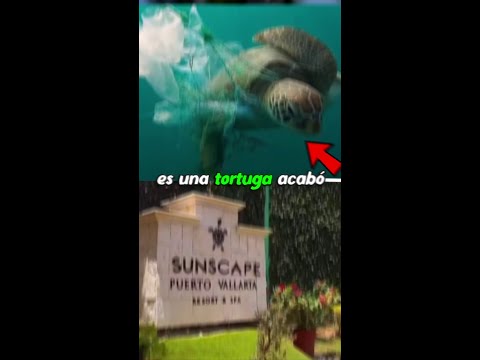 El hotel que su logo es una tortuga, acabó con todas las tortugas de su playa.