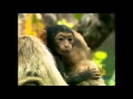 فيلم وثائقي عن حياة القرود البرية mp3
