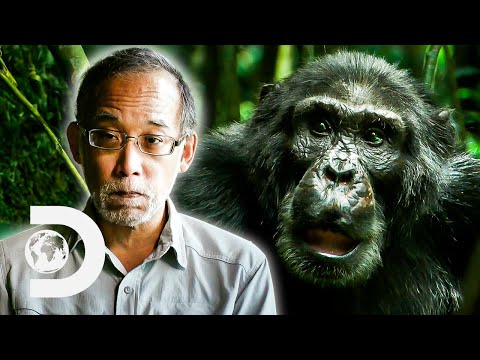 Most VIOLENT Chimpanzee Society Ever Discovered | Rise Of The Warrior Apes