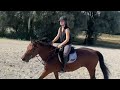Jument KWPN 6 ans x-rays RAS prospect Am1/Elite/Hunter