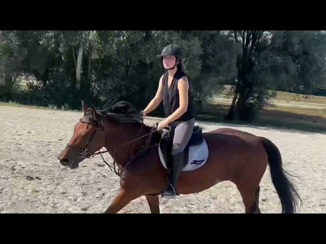 Jument KWPN 6 ans x-rays RAS prospect Am1/Elite/Hunter