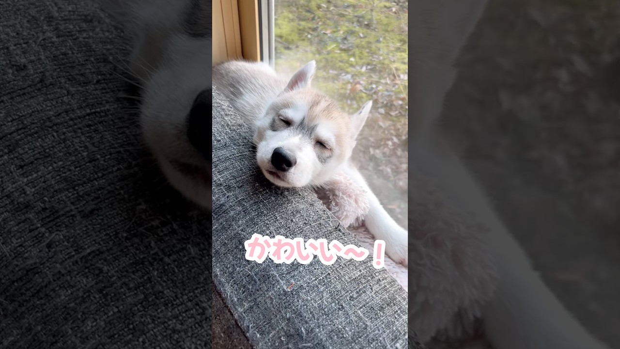 先住猫のマネをする赤ちゃんハスキー #シベリアンハスキー #ハスキー #ハスキー犬