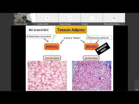 10a Istologia Tessuto Adiposo Canale A
