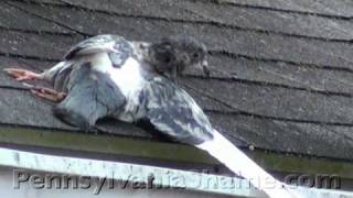 Injured Pigeon Abandoned on Roof