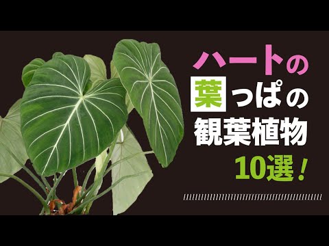, title : 'ハートの葉っぱの観葉植物10選！'
