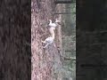 Dog Runs 100 Mph