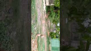 Download lagu Wow!! Inilah Pohon Mangga Yang Aneh Yang Berbuah Dua Macam Jenis mp3