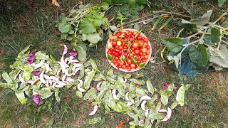 আমার শখের বাগানের অতিরিক্ত সারপ্রাইজ সবজি!! আলহামদুলিল্লাহ মাশাআল্লাহ!!