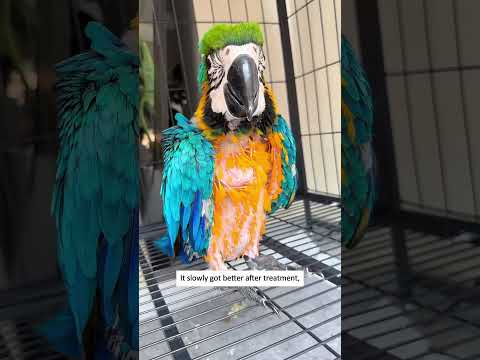 I unexpectedly found a parrot trapped on the water. #animalrescue #parrot #rescueefforts