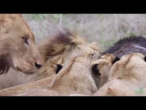 King Nhenha Kambula Pride End Of An Era