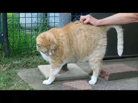 MILES, an adopted Domestic Short Hair in Ironwood, MI_image-1