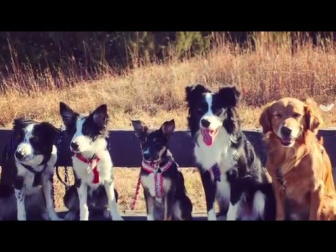 The Cognitive Canine