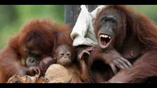 Puhdys - Niemand wird so wieder werden