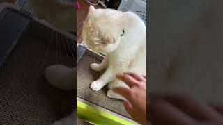 【猫多頭飼い】帰宅後の猫たち #猫動画 #猫かわいい #ネコ #ねこ #cats