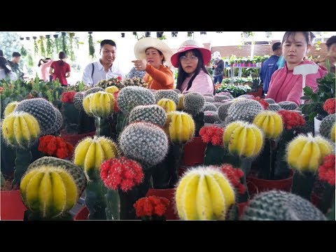 download lagu mp3 mp4 Hoa Sa, download lagu Hoa Sa gratis, unduh video klip Hoa Sa