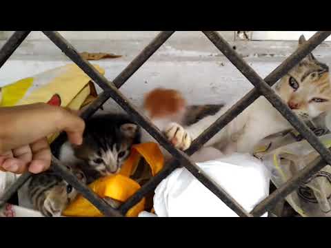 Cute mother cat and kittens