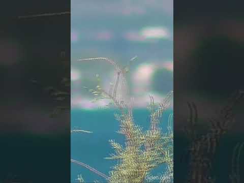 Thumbnail for 210925 Karathona MS Silver Muse