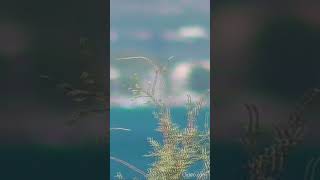 210925 Karathona MS Silver Muse