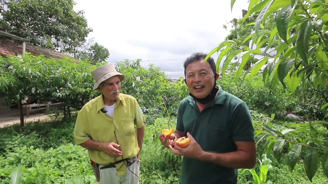 Cultivo de Pessegueiro e Desbrota com Sergio Semerdjian