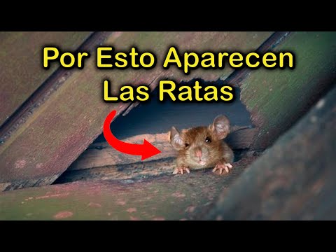 EMOTIONAL MEANING why RATS and MICE APPEAR in Your HOME 🐁 (SICK HOUSE and PESTS)