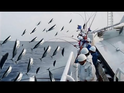 Amazing Fast Tuna Fishing Skill, Catching Fish Big😱