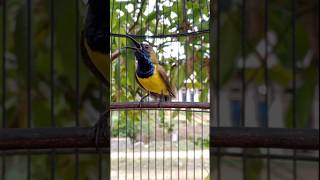 Download lagu suara burung sogon gacor mp3