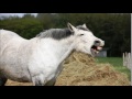 Horse Neighing Sound Effect