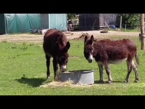 Esel und Storch in Paaren im Glien