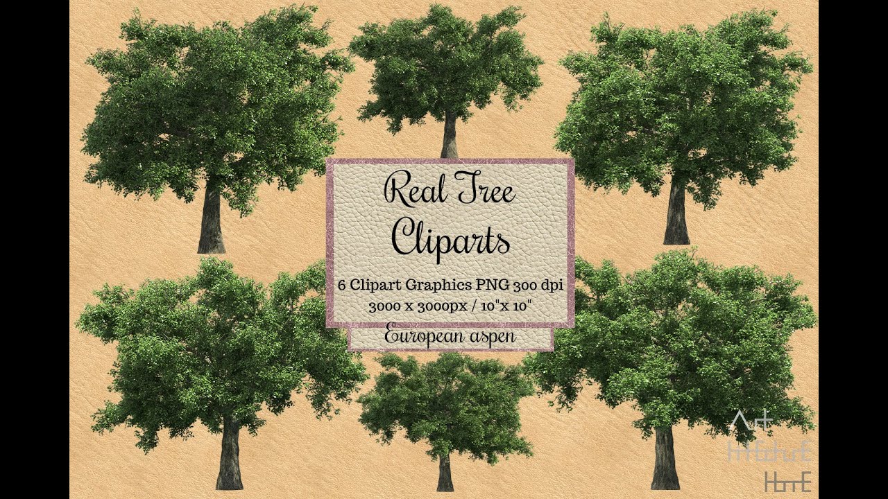 Real Tree Cliparts - European Aspen - photoshop overlays png, Tree layout, transparent background