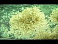 Venetian Snares - She