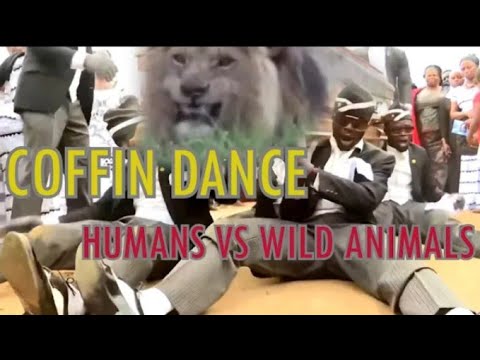 Coffin Dance Meme: HUMANS VS WILD ANIMALS Meme Compilation