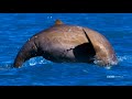 Planet Earth Blue Planet II Radiohead Hans Zimmer Ocean Bloom BBC America