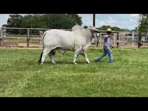 JDH Sir Domani Manso 389/9