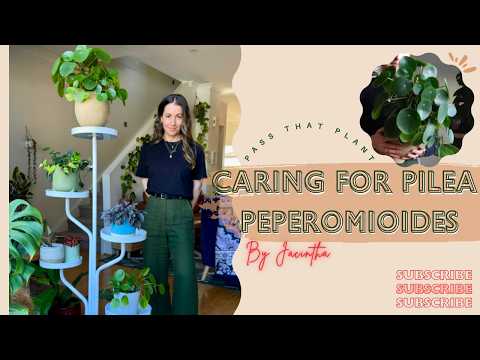 How I Care for My Pilea Peperomioides the Chinese Money Plant | Pilea Care | Pilea Watering