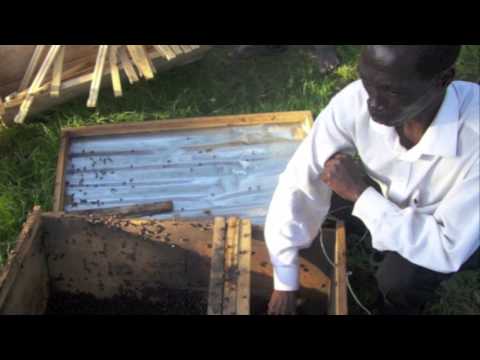 BEE HIVES FOR RURAL FARMERS TO EDUCATE THEIR KIDS
