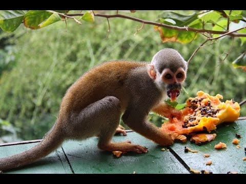 Приколы про обезьян. Амазонка, Бразилия. Tricks with monkeys. Amazon, Brazil 