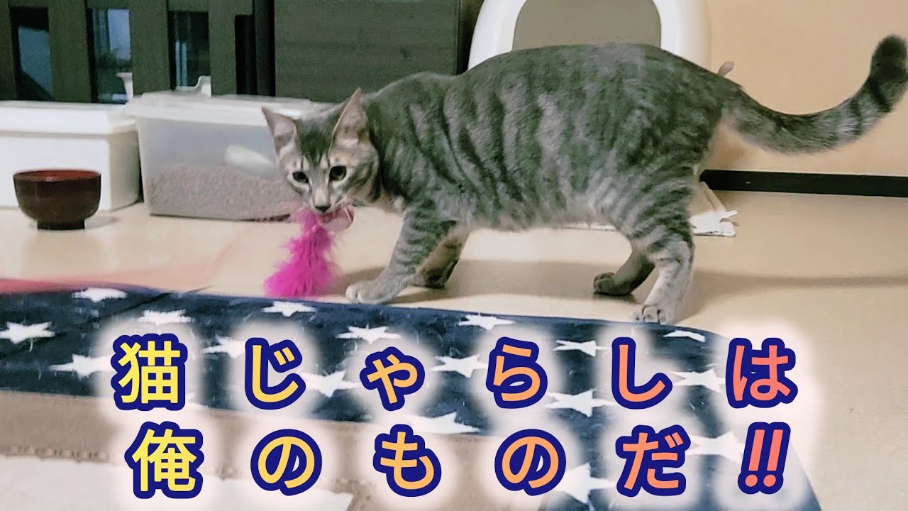 【猫兄弟で熱きバトル！！猫じゃらしは、俺のものだ！】～ジャイアン気質の弟猫vs兄貴猫～