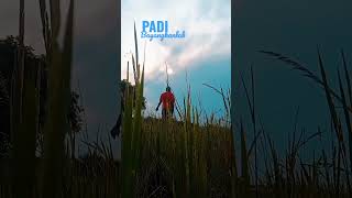 Download lagu Bayangkanlah#padiband#hitsongs mp3