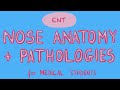 ENT - Nose Anatomy + Pathologies for Medical Students