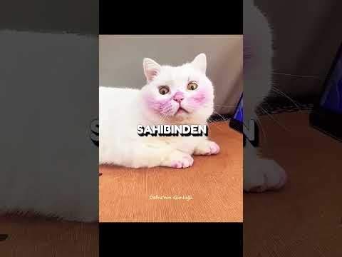 Bu Kedi Kendini Mor Yaptı 💜🐱